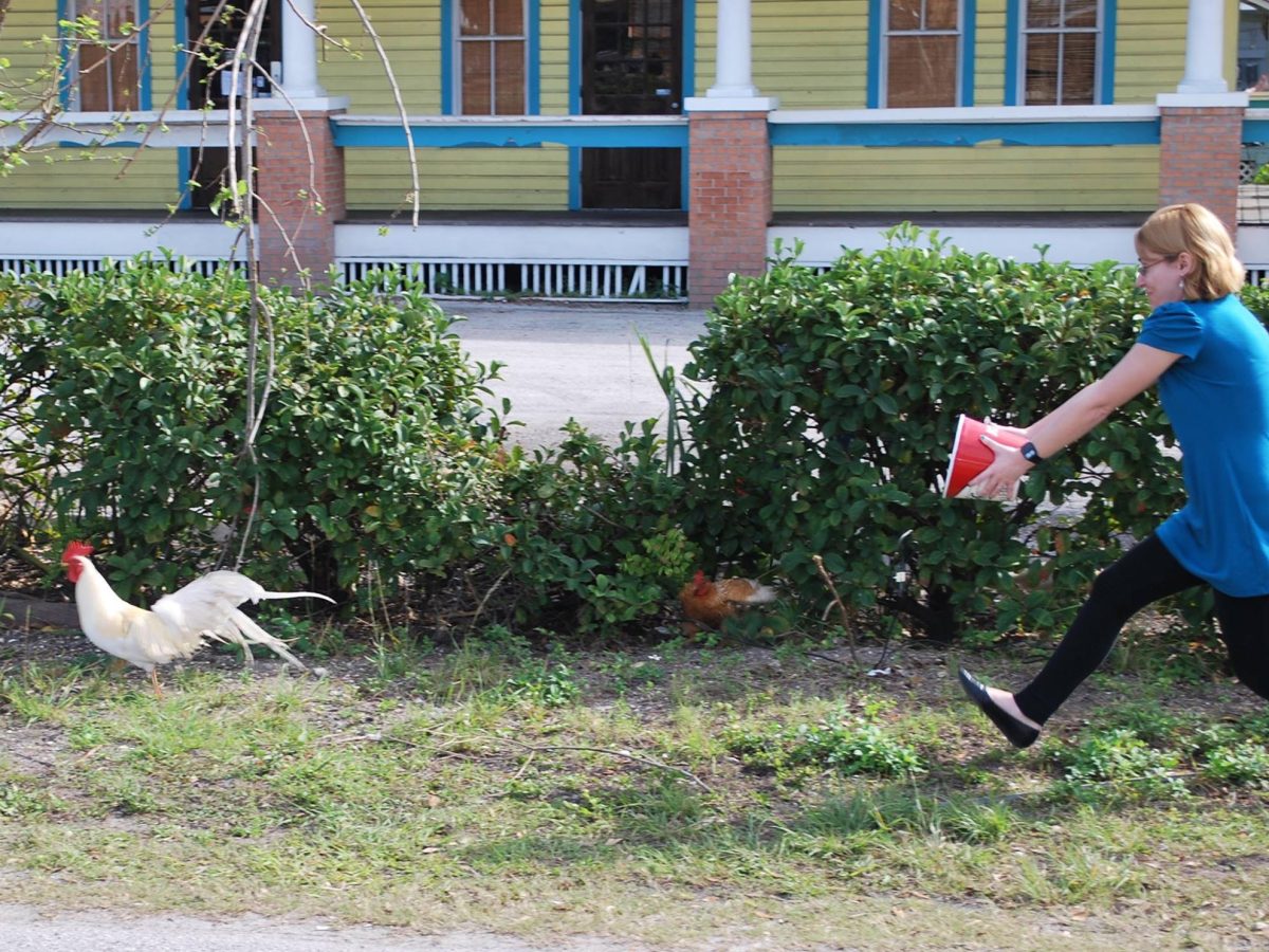 Find a Chicken, Pick it Up, Then All Day You’ll Have Good&nbsp;Luck…